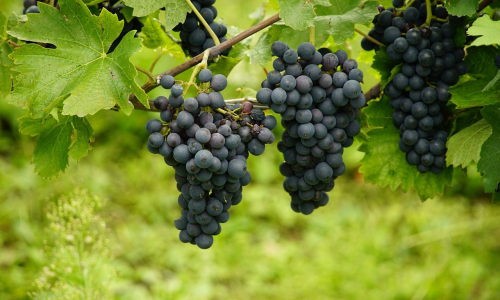 Dalla stampa: "Parte la vendemmia in Trentino".